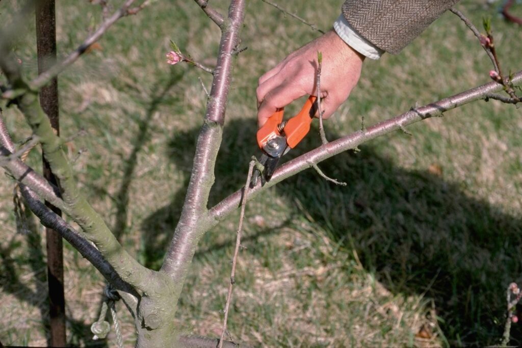 How Do You Prune Heavy Branches