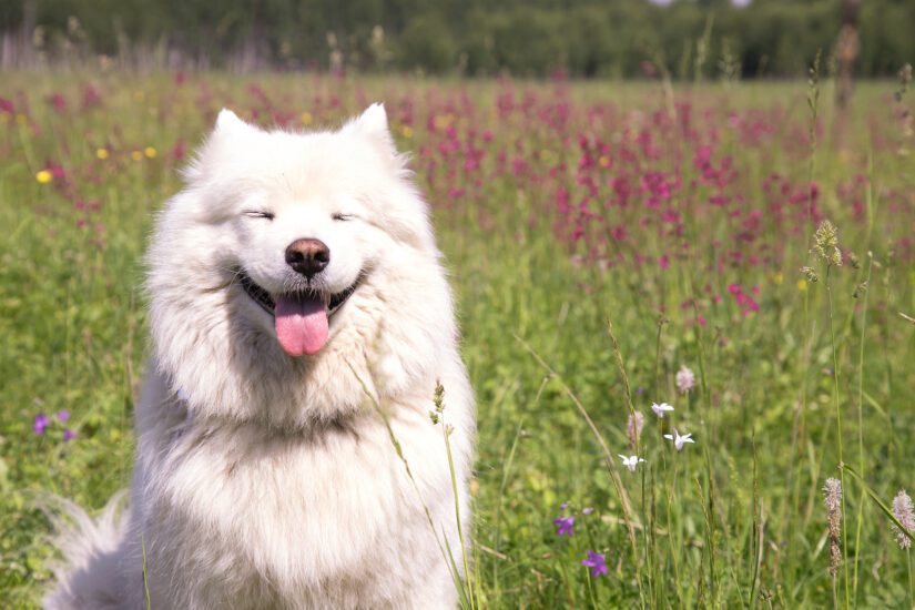 Pawbiotix Reviews Consumer Reports