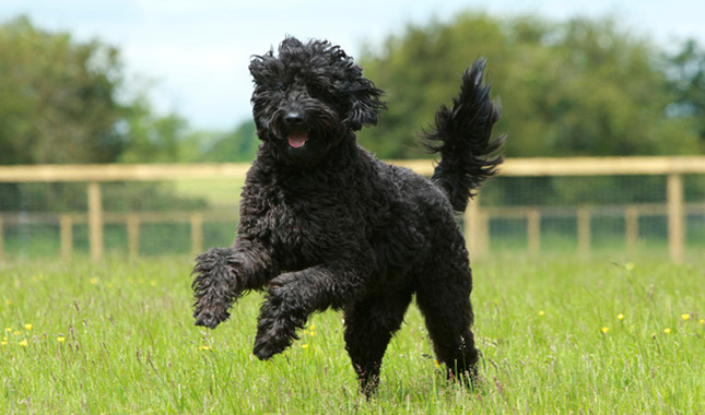 Ethical Dog Breeder Offering Health-tested Australian Labradoodle Puppies And Comprehensive Breeding Services.